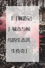 「狮游记」城市与候鸟的生态共生传奇