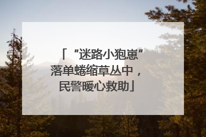 “迷路小狍崽”落单蜷缩草丛中，民警暖心救助