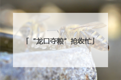 “龙口夺粮”抢收忙