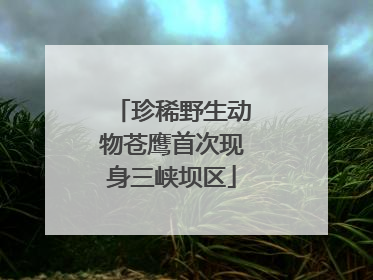 珍稀野生动物苍鹰首次现身三峡坝区