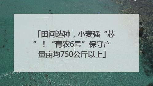 田间选种，小麦强“芯”！“青农6号”保守产量亩均750公斤以上