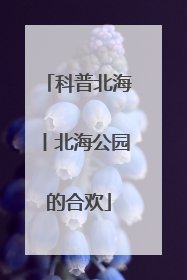 科普北海丨北海公园的合欢
