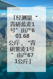 经测量“青研蓝麦1号”亩产601.68公斤，“青研紫麦1号”亩产671公斤