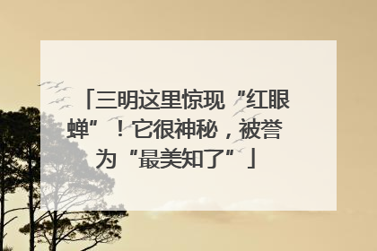三明这里惊现“红眼蝉”！它很神秘，被誉为“最美知了”