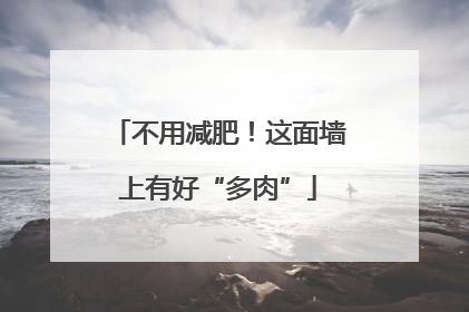 不用减肥！这面墙上有好“多肉”