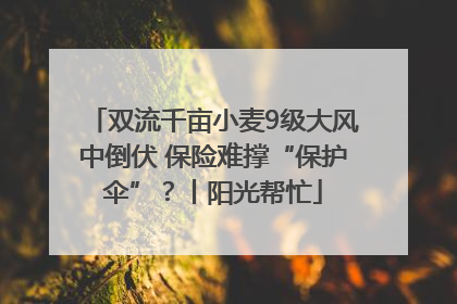 双流千亩小麦9级大风中倒伏 保险难撑“保护伞”？丨阳光帮忙