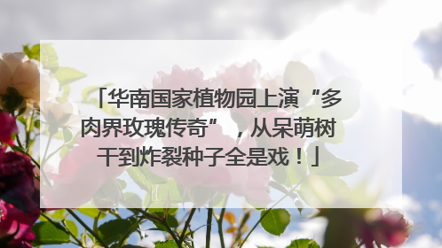 华南国家植物园上演“多肉界玫瑰传奇”，从呆萌树干到炸裂种子全是戏！