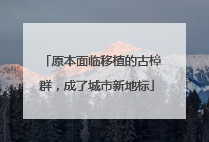 原本面临移植的古樟群，成了城市新地标