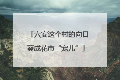 六安这个村的向日葵成花市“宠儿”