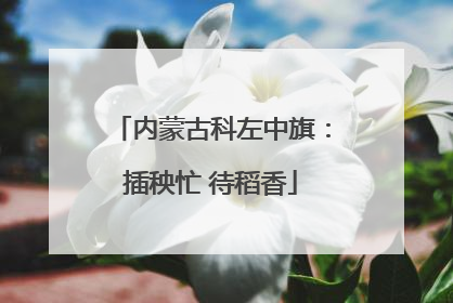 内蒙古科左中旗：插秧忙 待稻香