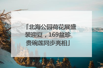 北海公园荷花展盛装迎夏，169盆珍贵碗莲同步亮相