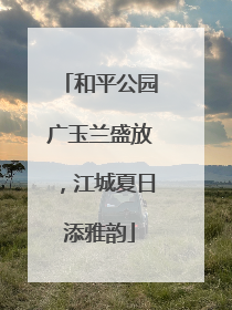 和平公园广玉兰盛放，江城夏日添雅韵
