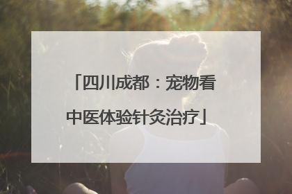 四川成都：宠物看中医体验针灸治疗