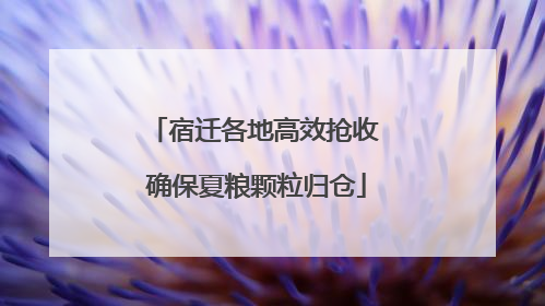 宿迁各地高效抢收 确保夏粮颗粒归仓