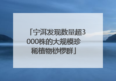 宁洱发现数量超3000株的大规模珍稀植物桫椤群