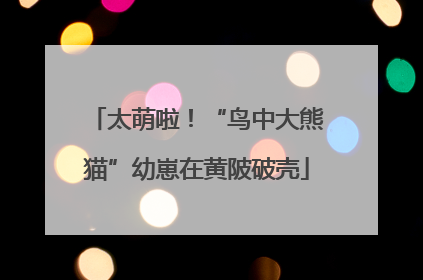 太萌啦！“鸟中大熊猫”幼崽在黄陂破壳