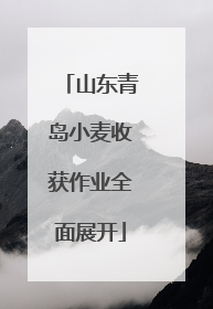 山东青岛小麦收获作业全面展开