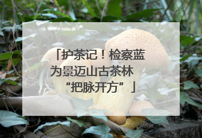 护茶记！检察蓝为景迈山古茶林 “把脉开方”