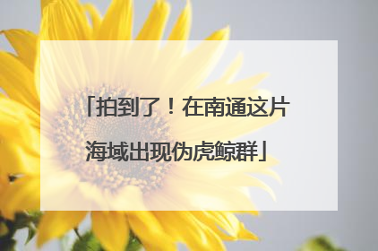拍到了！在南通这片海域出现伪虎鲸群