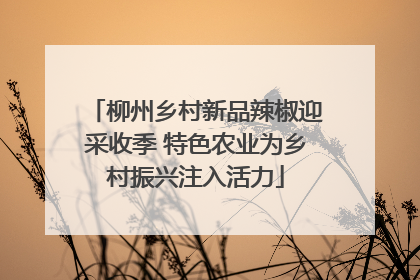 柳州乡村新品辣椒迎采收季 特色农业为乡村振兴注入活力