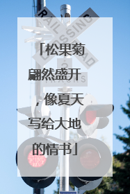 松果菊翩然盛开，像夏天写给大地的情书