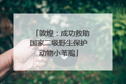 敦煌：成功救助国家二级野生保护动物小苇鳽