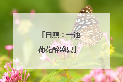 日照：一池荷花醉盛夏