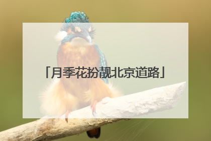 月季花扮靓北京道路