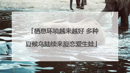 栖息环境越来越好 多种夏候鸟陆续来厦恋爱生娃