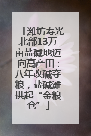潍坊寿光北部13万亩盐碱地迈向高产田：八年改碱夺粮，盐碱滩拱起“金粮仓”