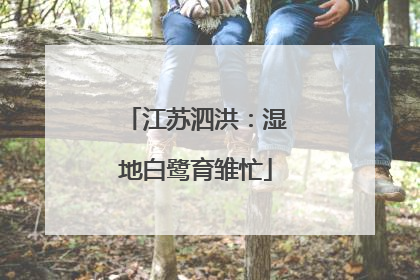 江苏泗洪：湿地白鹭育雏忙
