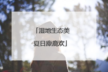 湿地生态美 夏日麋鹿欢