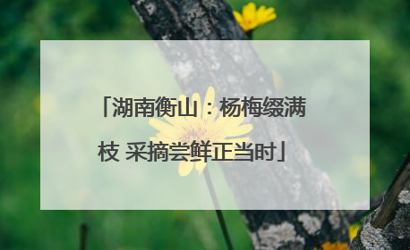 湖南衡山：杨梅缀满枝 采摘尝鲜正当时