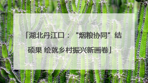 湖北丹江口：“烟粮协同”结硕果 绘就乡村振兴新画卷