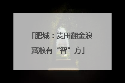 肥城：麦田翻金浪藏粮有“智”方