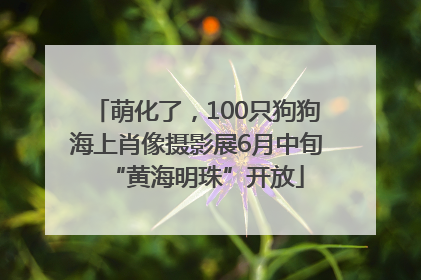 萌化了，100只狗狗海上肖像摄影展6月中旬“黄海明珠”开放