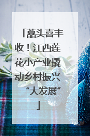 藠头喜丰收！江西莲花小产业撬动乡村振兴“大发展”