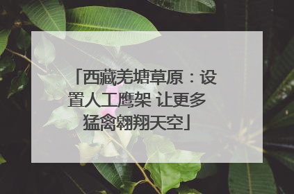 西藏羌塘草原：设置人工鹰架 让更多猛禽翱翔天空
