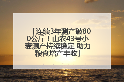 连续3年测产破800公斤！山农43号小麦测产持续稳定 助力粮食增产丰收