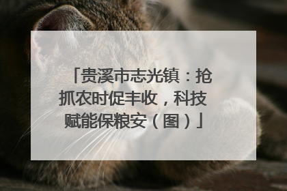 贵溪市志光镇：抢抓农时促丰收，科技赋能保粮安（图）