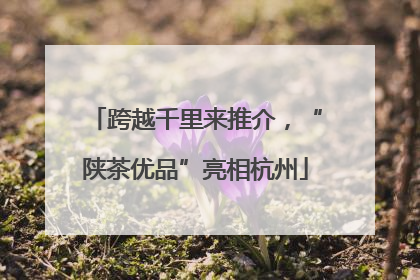 跨越千里来推介，“陕茶优品”亮相杭州