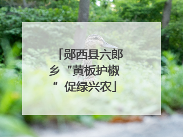 郧西县六郎乡“黄板护椒”促绿兴农