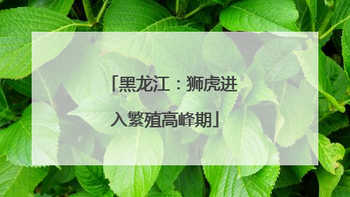 黑龙江：狮虎进入繁殖高峰期