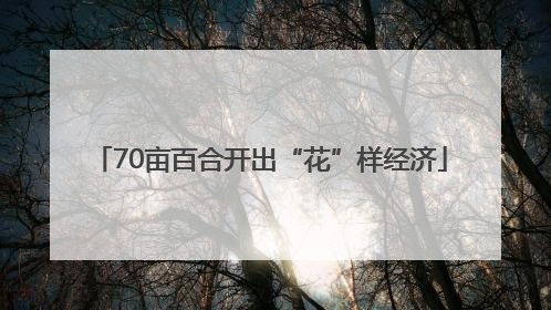 70亩百合开出“花”样经济